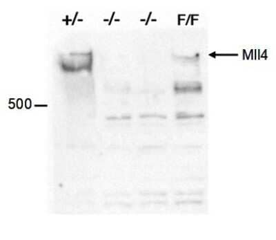 Western Blot: KMT2D Antibody [NBP3-18671] - Figure 2. Western blot analysis using the antibody directed against KMT2D (1) Western blot was performed on whole cell lysates from mouse embryonic stem cells (E14Tg2a) with the antibody against mouse KMT2D (ca. No. C15310100), diluted 1:500 in PBS-Tween containing 5% skimmed milk. The location of the protein of interest (~ 600 kDa) is indicated on the right; the location of the 500 kDa MW marker is shown on the left. Cells homozygous for the targeted mll4 allele (-/-) show a complete loss of KMT2D protein, whereas the KMT2D protein was detected in flp-recombined ES cells (F/F) and heterozygously targeted ES cells (+/-).