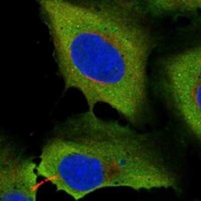 Immunocytochemistry/ Immunofluorescence KNDC1 Antibody - BSA Free