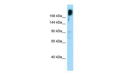 Western Blot KNDC1 Antibody - BSA Free