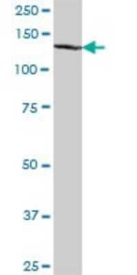 Western Blot KNL-2 Antibody - Azide and BSA Free