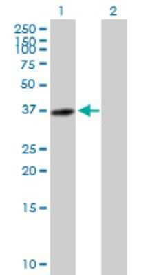 Western Blot KNL-2 Antibody - Azide and BSA Free