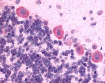 Immunohistochemistry-Paraffin: KOR Antibody [NLS230] - Analysis of anti-Kappa Opioid Receptor antibody of rat brain, Purkinje neurons at 15 ug/ml.