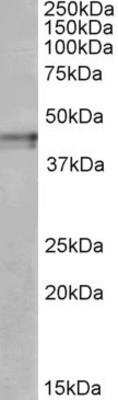 Western Blot: KOR Antibody [NBP1-68860] - NBP1-68860 (1ug/ml) staining of Human Cerebral Cortex lysate (35ug protein in RIPA buffer). Primary incubation was 1 hour. Detected by chemiluminescence.