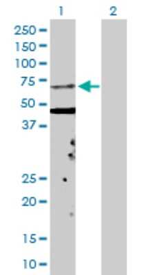Western Blot: KPNA5 Antibody [H00003841-D01P] - Analysis of KPNA5 expression in transfected 293T cell line by KPNA5 polyclonal antibody.Lane 1: KPNA5 transfected lysate(60.70 KDa).Lane 2: Non-transfected lysate.