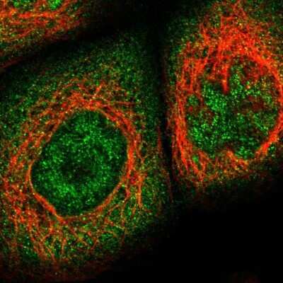 Immunocytochemistry/Immunofluorescence: KPNA6 Antibody [NBP1-83762] - Immunofluorescent staining of human cell line A-431 shows localization to nucleoplasm & cytosol. Antibody staining is shown in green.