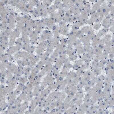 Immunohistochemistry-Paraffin: KPNA6 Antibody [NBP1-83762] - Staining of human liver shows no positivity as expected.