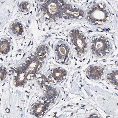 Immunohistochemistry-Paraffin: KRBA1 Antibody [NBP1-81365] - Staining of human breast shows moderate positivity in glandular cells.