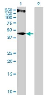 Western Blot: KRT34 Antibody [H00003885-B01P] - Analysis of KRT34 expression in transfected 293T cell line by KRT34 polyclonal antibody.  Lane 1: KRTHA4 transfected lysate(47.96 KDa). Lane 2: Non-transfected lysate.