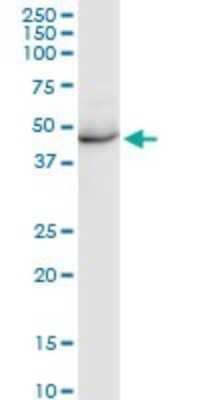 Western Blot: KRT35 Antibody [H00003886-D01P] - Analysis of KRT35 expression in HeLa.