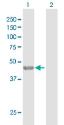 Western Blot: KRT35 Antibody [H00003886-D01P] - Analysis of KRT35 expression in transfected 293T cell line by KRT35 polyclonal antibody.Lane 1: KRT35 transfected lysate(50.05 KDa).Lane 2: Non-transfected lysate.