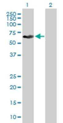 Western Blot: KRT6L Antibody [H00338785-B01P] - Analysis of KRT79 expression in transfected 293T cell line by KRT79 polyclonal antibody.  Lane 1: KRT6L transfected lysate(58.85 KDa). Lane 2: Non-transfected lysate.