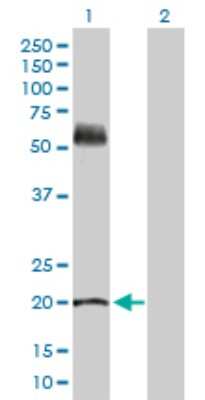 Western Blot: KRT81 Antibody [H00003887-D01P] - Analysis of KRT81 expression in transfected 293T cell line by KRT81 polyclonal antibody.Lane 1: KRT81 transfected lysate(21.10 KDa).Lane 2: Non-transfected lysate.