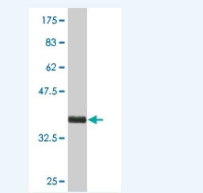 Western Blot: KRTAP13-1 Antibody (2A1) [H00140258-M01] -  Detection against Immunogen (36.63 KDa) .