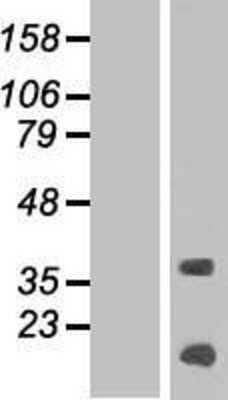 Western Blot: KRTAP13-4 Overexpression Lysate (Adult Normal) [NBP2-04915] Left-Empty vector transfected control cell lysate (HEK293 cell lysate); Right -Over-expression Lysate for KRTAP13-4.