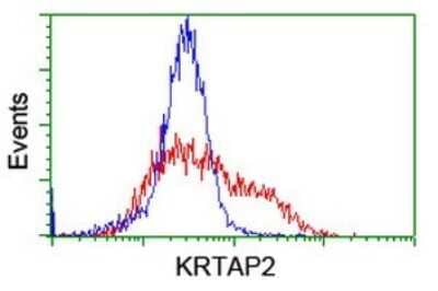 Flow Cytometry: KRTAP2-4 Antibody (3B4) [NBP2-45784] - Analysis of HEK293T cells transfected with either overexpress plasmid(Red) or empty vector control plasmid(Blue) were immunostained by KRTAP2 antibody, and then analyzed by flow cytometry.
