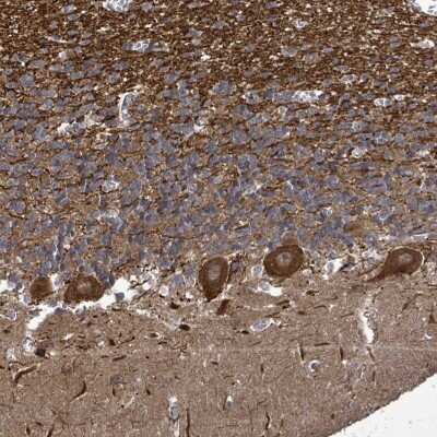 Immunohistochemistry-Paraffin: KRTAP27-1 Antibody [NBP2-33539] - Staining of human cerebellum shows strong cytoplasmic positivity in Purkinje cells.