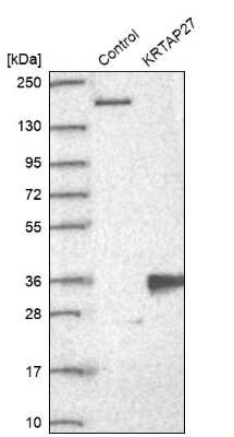 Western Blot: KRTAP27-1 Antibody [NBP2-33539] - Analysis in control (vector only transfected HEK293T lysate) and KRTAP27 over-expression lysate (Co-expressed with a C-terminal myc-DDK tag (3.1 kDa) in mammalian HEK293T cells).