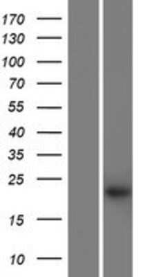 Western Blot: KRTAP27-1 Overexpression Lysate (Adult Normal) [NBP2-10640] Left-Empty vector transfected control cell lysate (HEK293 cell lysate); Right -Over-expression Lysate for KRTAP27-1.
