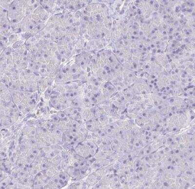 Immunohistochemistry-Paraffin: KRTDAP Antibody [NBP2-38029] - Staining of human pancreas shows no positivity in exocrine glandular cells as expected.