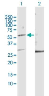 Western Blot: KRTHA2 Antibody [H00003882-D01P] - Analysis of KRT32 expression in transfected 293T cell line by KRT32 polyclonal antibody.Lane 1: KRT32 transfected lysate(49.28 KDa).Lane 2: Non-transfected lysate.