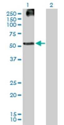 Western Blot: KRTHB3 Antibody [H00003889-B01P] - Analysis of KRT83 expression in transfected 293T cell line by KRT83 polyclonal antibody.  Lane 1: KRTHB3 transfected lysate(54.23 KDa). Lane 2: Non-transfected lysate.