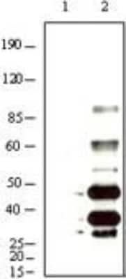 Western Blot: KSHV K8 Antibody (8C12G10G1) [NB100-2189] - Analysis using KSHV K8a mouse mAb against BCBL-1 (1) and TPA induced BCBL-1 (2) cell lysate.