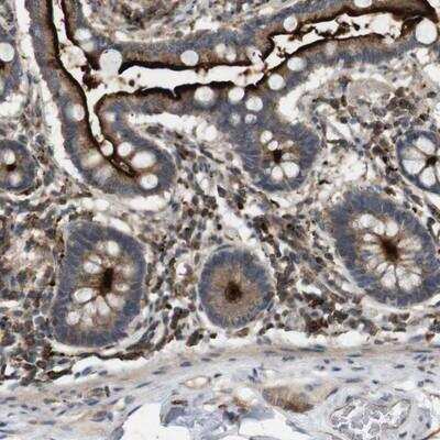 Immunohistochemistry-Paraffin: KSR1 Antibody [NBP1-82863] - Staining of human small intestine shows strong cytoplasmic and membranous positivity in glandular cells.