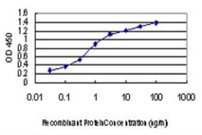 ELISA KSR2 Antibody (1G4)