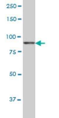 Western Blot KSR2 Antibody (1G4)