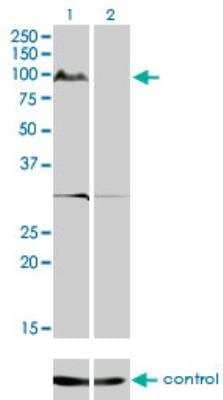 Western Blot KSR2 Antibody (1G4)