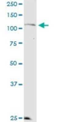 Western Blot KSR2 Antibody (1G4) - Azide and BSA Free
