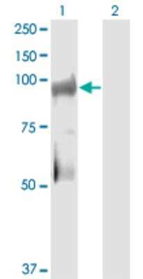 Western Blot: KSR2 Antibody (1G4) [H00283455-M08] - Analysis of KSR2 expression in transfected 293T cell line by KSR2 monoclonal antibody (M08), clone 1G4. Lane 1: KSR2 transfected lysate (Predicted MW: 93.6 KDa). Lane 2: Non-transfected lysate.