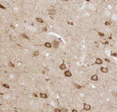 Immunohistochemistry-Paraffin: KSR2 Antibody [NBP1-83553] - Staining of human cerebral cortex shows strong cytoplasmic and nucleolar positivity in neuronal cells.