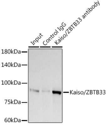 Immunoprecipitation: Kaiso Antibody (10O4V2) [NBP3-16272] - Immunoprecipitation analysis of 300ug extracts of A-549 cells using 3ug Kaiso antibody (NBP3-16272). Western blot was performed from the immunoprecipitate using Kaiso antibody (NBP3-16272) at a dilition of 1:1000.