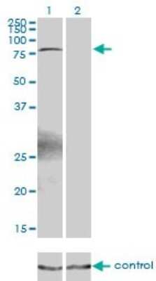 Western Blot: Kaiso Antibody (2B2) [H00010009-M01] - Analysis of ZBTB33 over-expressed 293 cell line, cotransfected with ZBTB33 Validated Chimera RNAi ( Cat # H00010009-R01V ) (Lane 2) or non-transfected control (Lane 1). Blot probed with ZBTB33 monoclonal antibody (M01), clone 2B2 (Cat # H00010009-M01 ). GAPDH ( 36.1 kDa ) used as specificity and loading control.