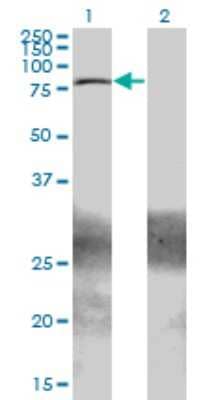 Western Blot: Kaiso Antibody (2B2) [H00010009-M01] - Analysis of ZBTB33 expression in transfected 293T cell line by ZBTB33 monoclonal antibody (M01), clone 2B2.Lane 1: ZBTB33 transfected lysate(74.6 KDa).Lane 2: Non-transfected lysate.