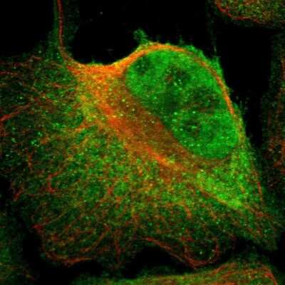 Immunocytochemistry/ Immunofluorescence Kaiso Antibody