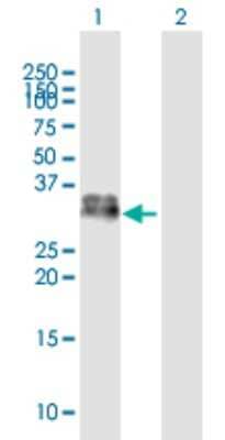 Western Blot: Kallikrein 1 Antibody [H00003816-B01P] - Analysis of KLK1 expression in transfected 293T cell line by KLK1 polyclonal antibody.  Lane 1: KLK1 transfected lysate(28.82 KDa). Lane 2: Non-transfected lysate.