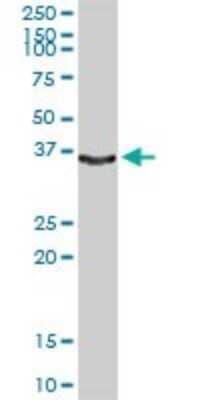 Western Blot: Kallikrein 1 Antibody [H00003816-D01P] - Analysis of KLK1 expression in human liver.