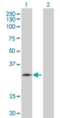 Western Blot: Kallikrein 1 Antibody [H00003816-D01P] - Analysis of KLK1 expression in transfected 293T cell line by KLK1 polyclonal antibody.Lane 1: KLK1 transfected lysate(28.90 KDa).Lane 2: Non-transfected lysate.