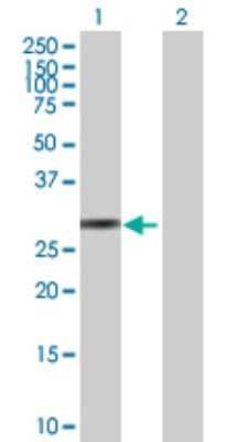 Western Blot Kallikrein 10 Antibody - Azide and BSA Free