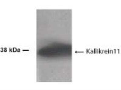 Western Blot: Kallikrein 11 Antibody [NB100-429] - Analysis of Kallikrein 11 at 1:500 dilution on 50 ug of LNCaP cell lysate.