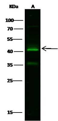 Western Blot: Kallikrein 11 Antibody [NBP2-99572] - Anti-Kallikrein 11 rabbit polyclonal antibody at 1:500 dilution. Lane A: A549 Whole Cell Lysate. Lysates/proteins at 60 ug per lane. Secondary Goat Anti-Rabbit IgG H&L (Dylight 800) at 1/10000 dilution. Developed using the Odyssey technique. Performed under reducing conditions. Predicted band size: 38 kDa. Observed band size: 40 kDa (We are unsure as to the identity of these extra bands).