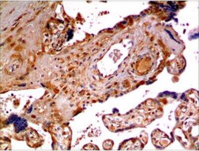 Immunohistochemistry-Paraffin: Kallikrein 13 Antibody (MM0428-5X29) [NBP2-11748] - 10% Buffer formalin fixed and parffine embedded human placental tissue section (4um) is subjected IHC staining using NBP2-11748. Tissue section was pretreated in citric buffer (ph6.0) with microwave for antige retrieval before IHC is applied.   