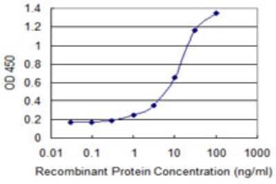 Sandwich ELISA: Kallikrein 14 Antibody (2A7) [H00043847-M05] - Detection limit for recombinant GST tagged KLK14 is 0.3 ng/ml as a capture antibody.