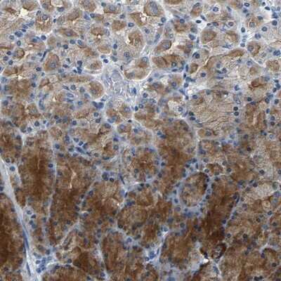 Immunohistochemistry-Paraffin: Kallikrein 15 Antibody [NBP1-90265] - Staining of human stomach shows distinct positivity in Chief cells.