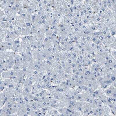 Immunohistochemistry-Paraffin: Kallikrein 15 Antibody [NBP1-90265] - Staining of human liver shows no positivity in hepatocytes as expected.