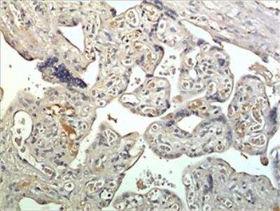 Immunohistochemistry-Paraffin: Kallikrein 15 Antibody (MM0429-5Z12) [NBP2-11749] - 10% Buffer formalin fixed and parffine embedded human placetal tissue section (4um) is subjected IHC staining using NBP2-11749. Tissue section was pretreated in citric buffer (pH 6.0) with microwave for antige retrieval before IHC is applied.  