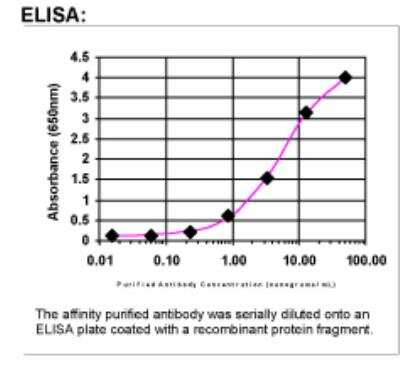 ELISA: Kallikrein 3/PSA Antibody [41450002]