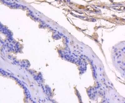 Immunohistochemistry-Paraffin: Kallikrein 3/PSA Antibody (SD07-45) [NBP2-67746] - Analysis of paraffin-embedded mouse prostate tissue using anti-PSA antibody. Counter stained with hematoxylin.
